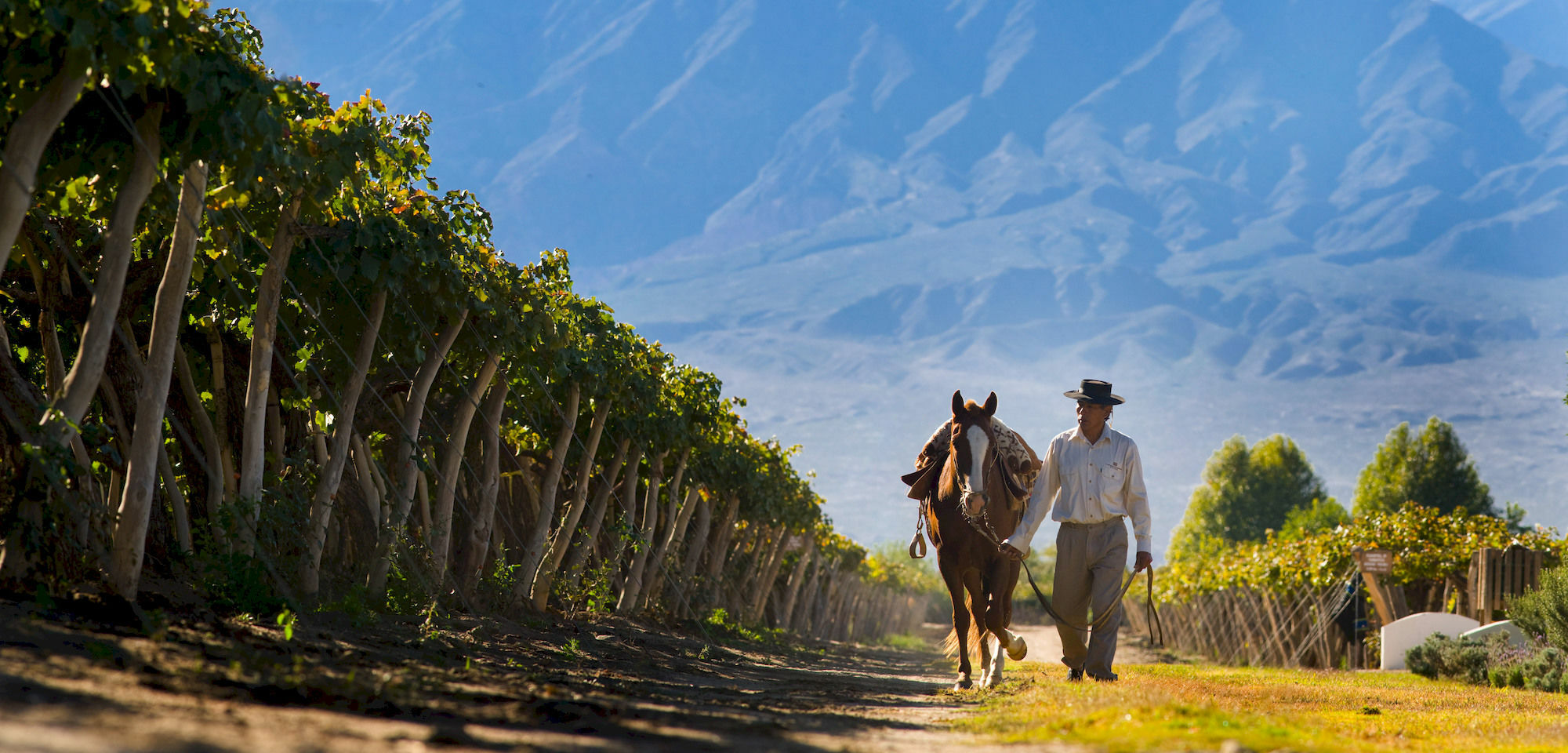 Отель Grace Кафайяте Экстерьер фото Vineyards in Salta